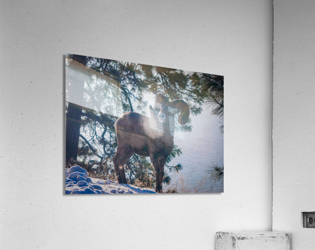 Retired Ram Acrylic Print