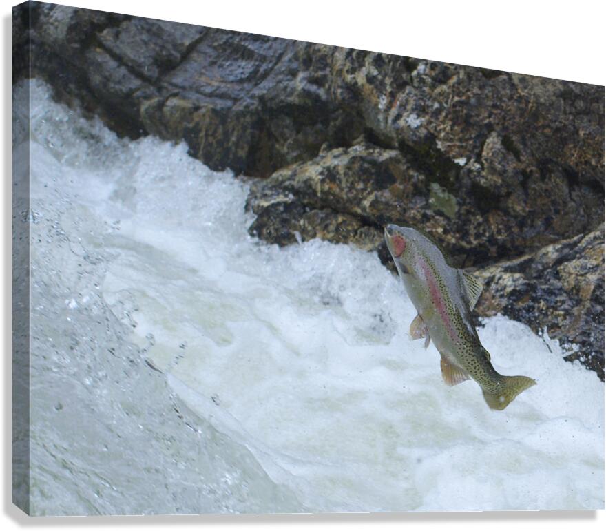 Determined Canvas Print