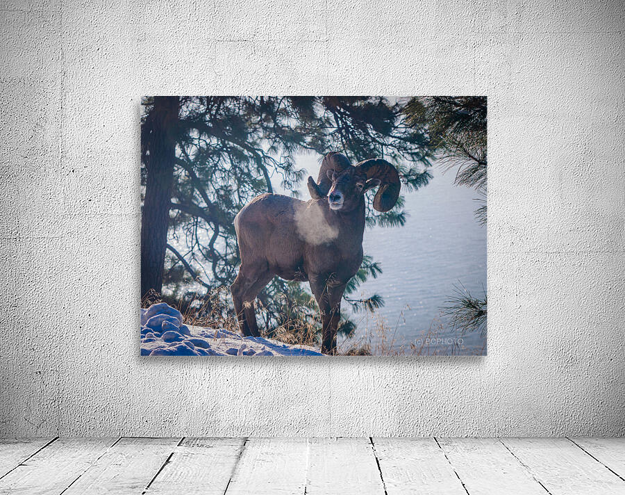 Retired Ram Wall Preview